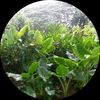 niveamahe